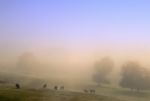 Cows In The Nature Stock Photo