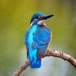 Male Common Kingfisher Stock Photo