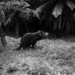 Tasmanian Devil Found During The Day In Tasmania Stock Photo