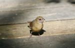 Beautiful Isolated Photo With A Funny Bird On The Wooden Floor Stock Photo