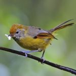 Chestnut-tailed Minla Stock Photo