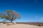 Tree And Stone On The Rest Area Stock Photo