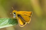 Lulworth Skipper (thymelicus Acteon) Stock Photo