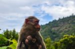 A Monkey With Its Baby Stock Photo