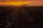 Cotton Field In Oakey, Queensland Stock Photo