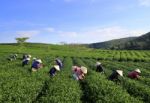 Dalat, Vietnam, June 30, 2016: A Group Of Farmers Picking Tea On A Summer Afternoon In Cau Dat Tea Plantation, Da Lat, Vietnam Stock Photo