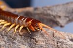 Centipede Climb On The Branches Stock Photo