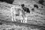 Country Cows Stock Photo