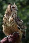 Horned Owl Stock Photo