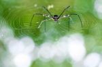 Spider Web With Beautiful Background Stock Photo