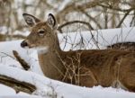 Beautiful Image Of A Wild Deer In The Snowy Forest Stock Photo