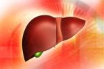 Human Liver    Stock Photo