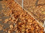 Texture Of The Autumn Foliage Of Trees  Stock Photo