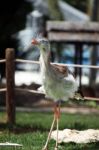 Red-legged Seriema Stock Photo