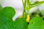 After Flowering Is Developing A Small Stock Photo