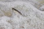 Water Snake In A Foamy Wave Stock Photo