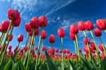 Beautiful Red Tulips Stock Photo