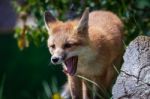 Fox Cub Stock Photo