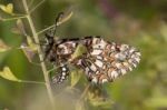 Spanish Festoon Butterfly (zerynthia Rumina) Stock Photo