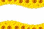 Yellow Sunflower Flowers Stock Photo