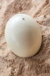 White Ostrich Egg Stock Photo