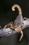 Buthus Scorpion (scorpio Occitanus) Stock Photo