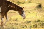 Horse In The Countryside Stock Photo