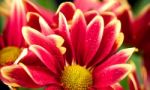 Red Chrysanthemum Flower Stock Photo