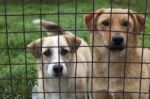 Dog Behind A Fence Stock Photo