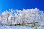 Beautiful Winter Landscape, Trees Covered With White Snow And Blue Sky Stock Photo