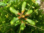 New Cone On A Fir Tree Stock Photo