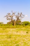 Landscape In Botswana Stock Photo