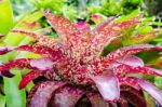 Pink Leaves Of Bromeliad ( Aechmea Fasciata ) Stock Photo