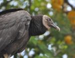 Black Buzzard Stock Photo