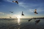 Seagull Flying At Sunset Stock Photo