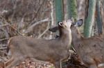 Beautifle Couple Of Deers Stock Photo