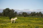 White Horse On A Landscape Field Of Yellow Flowers Stock Photo