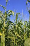 Corn Field Stock Photo