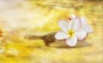 White Pink And Yellow Fragrant Flower Plumeria Or Frangipani On Stock Photo