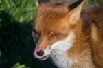 Red Fox (vulpes Vulpes) Stock Photo