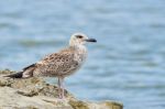 Pretty Common Gull Stock Photo