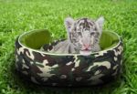 Baby White Tiger Laying In A Mattress Stock Photo