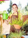 The Cultivation Of Plants In Pots Stock Photo