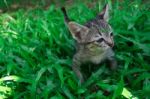 Adorable Funny Cute Kitten Cat Playing Standing In Green Grass Garden Alone. Looking For Something Stock Photo