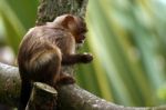 Tamarin Eating Stock Photo