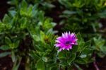 The Colorful Flowers Stock Photo