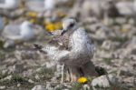 Young Seagulls Near The Cliffs Stock Photo