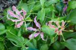 Pink Gloriosa Flower Blooming In The Garden Stock Photo