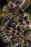 Tent-caterpillars Stock Photo