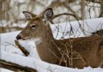 Beautiful Image Of A Wild Deer Laying In The Snowy Forest Stock Photo